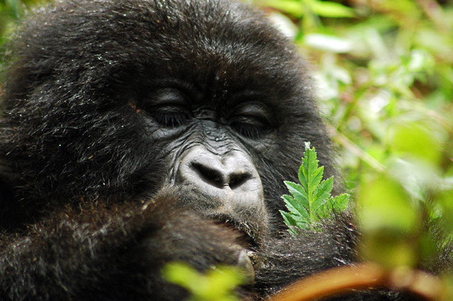Gorilla Trekking Hike In Bwindi