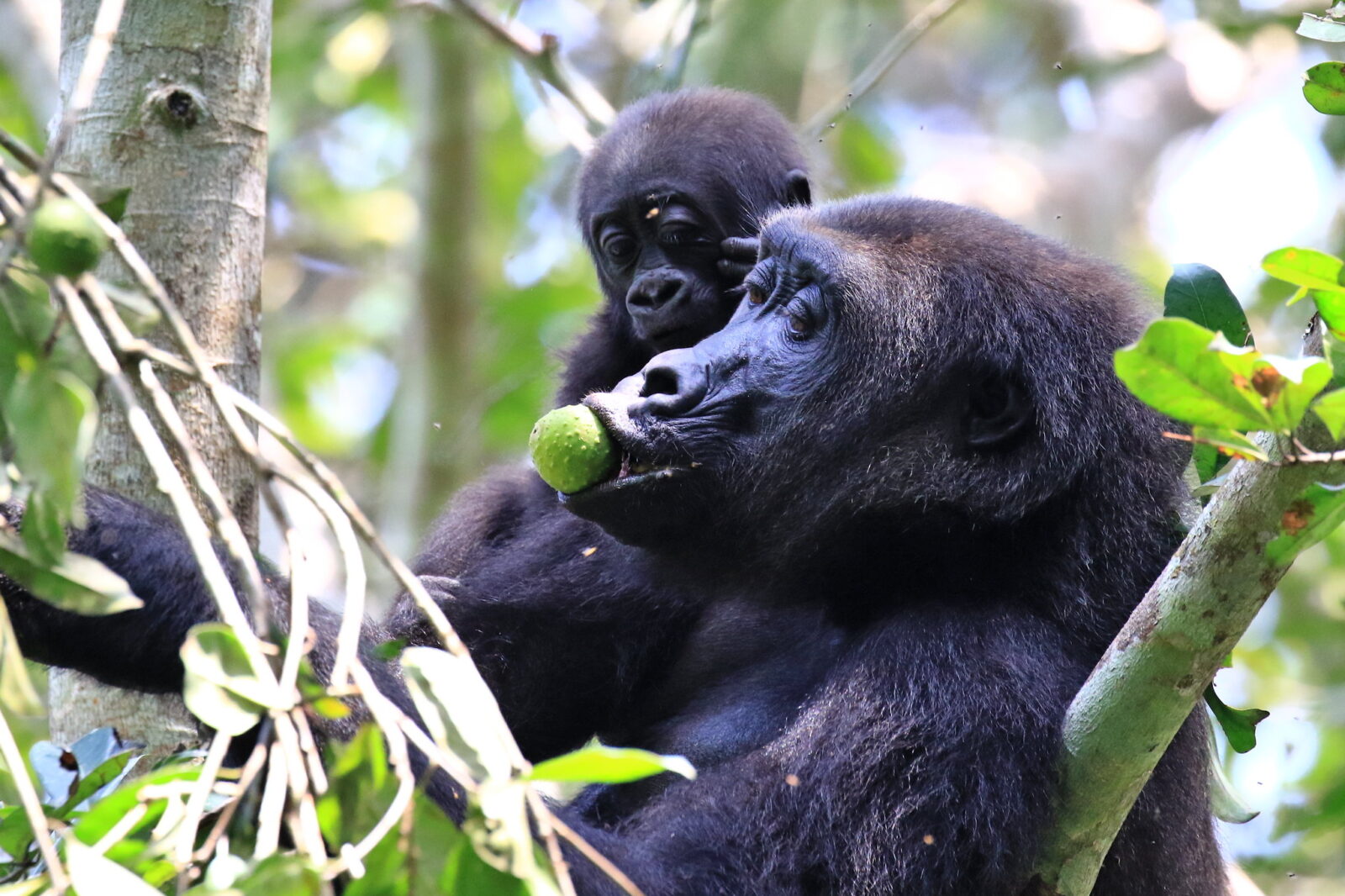 Gorilla Trekking Trips In Africa