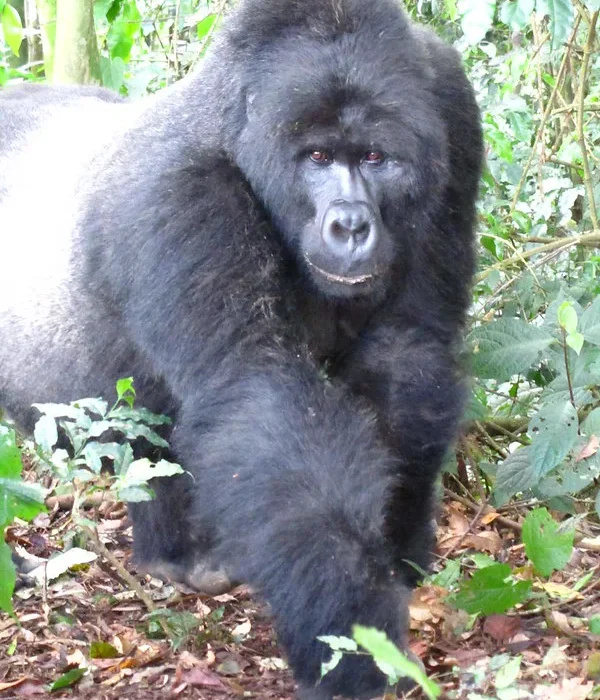 Gorilla guides and trekking in Uganda and Rwanda.