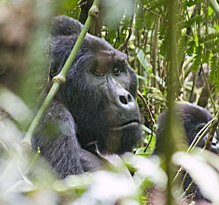 Gorilla habituation experience in Rushaga region of Bwindi