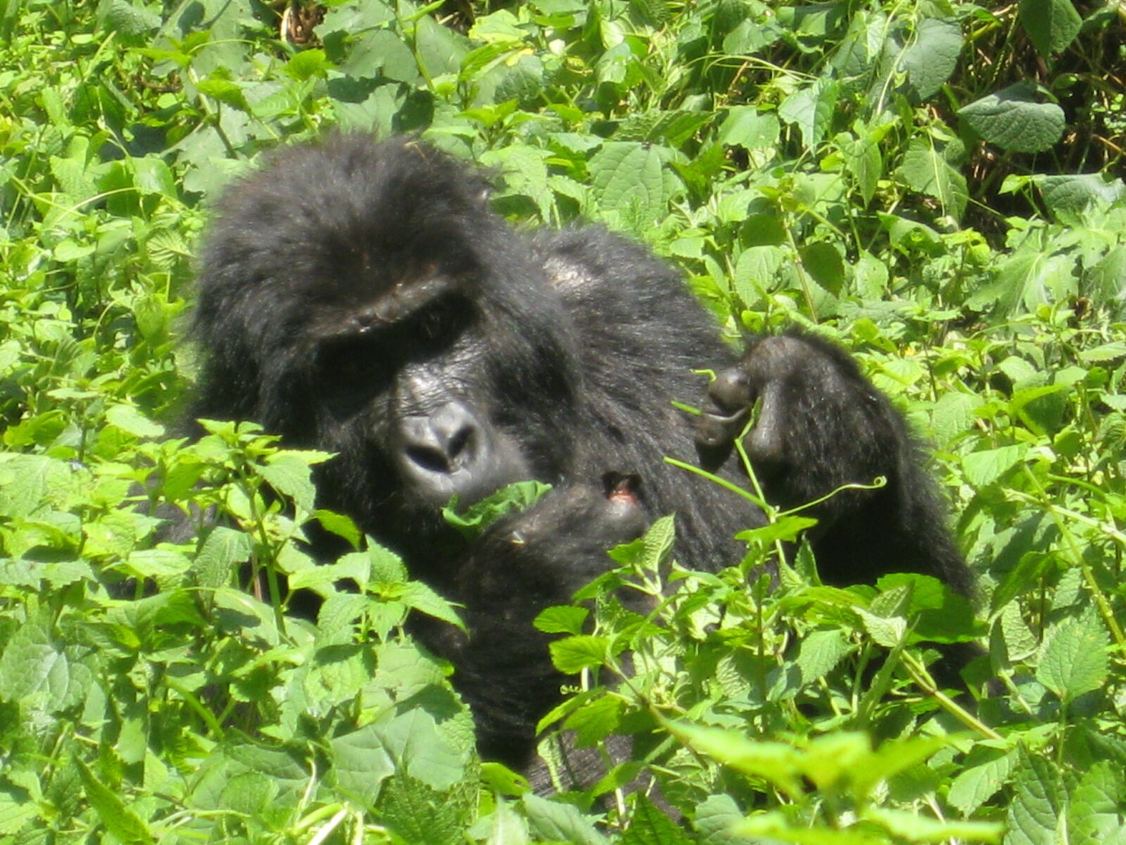 Gorilla habituation experience in Rushaga