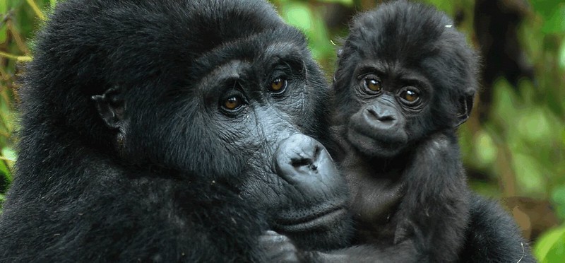 Gorilla permit issuing in Uganda