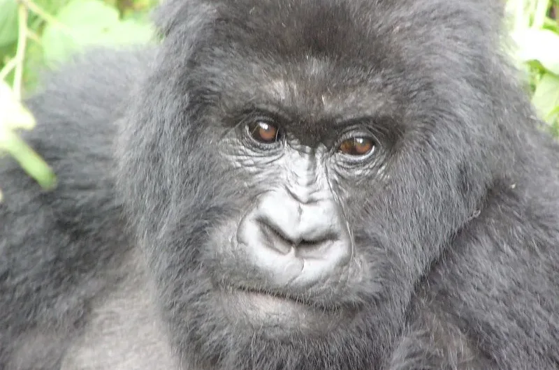 Gorilla permit overbooking in Uganda