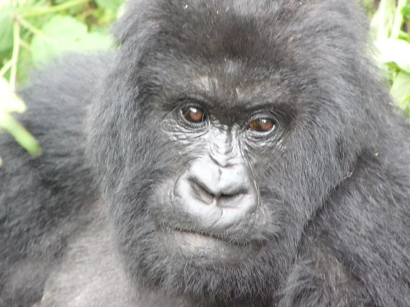 Gorilla permit overbooking in Uganda