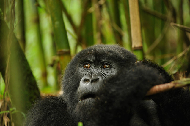 Gorilla trekking Guides in Uganda