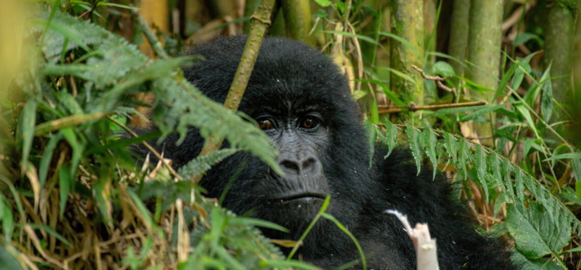 Gorilla trekking for seniors