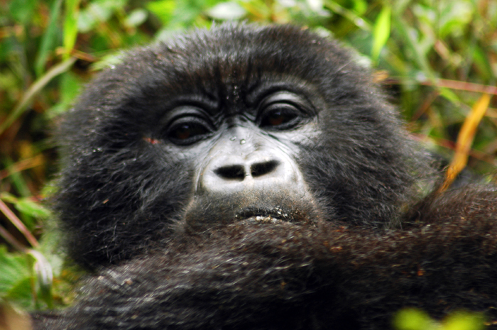 Gorilla trekking holiday trips in Uganda and Rwanda