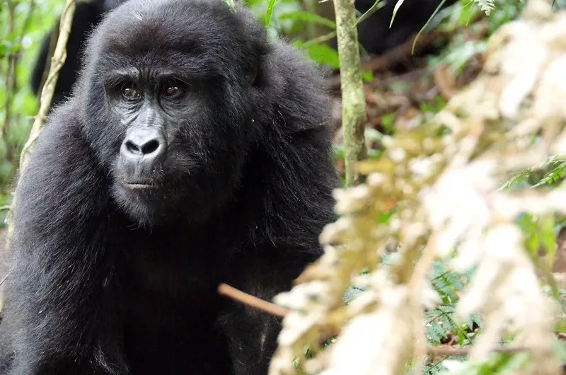 Gorilla trekking holidays in Uganda and Rwanda