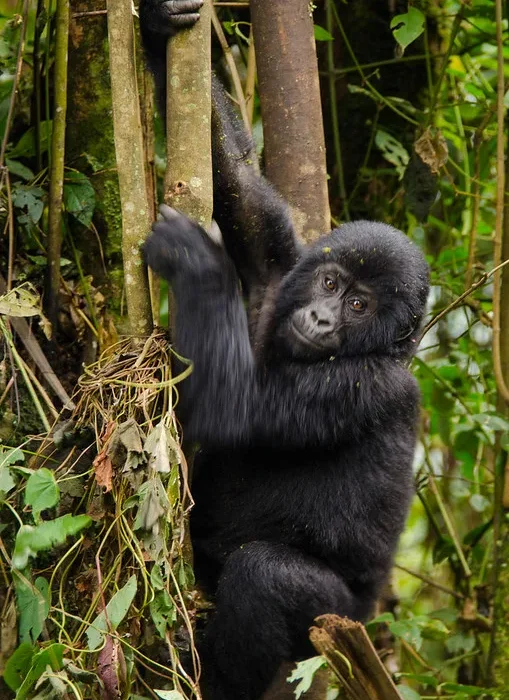 Gorilla trekking myth and realities in Uganda and Rwanda.