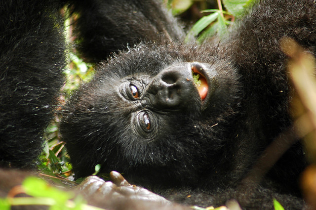 Gorilla trekking tipping advice