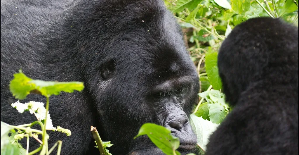 Gorilla trekking with Kids in Uganda and Rwanda