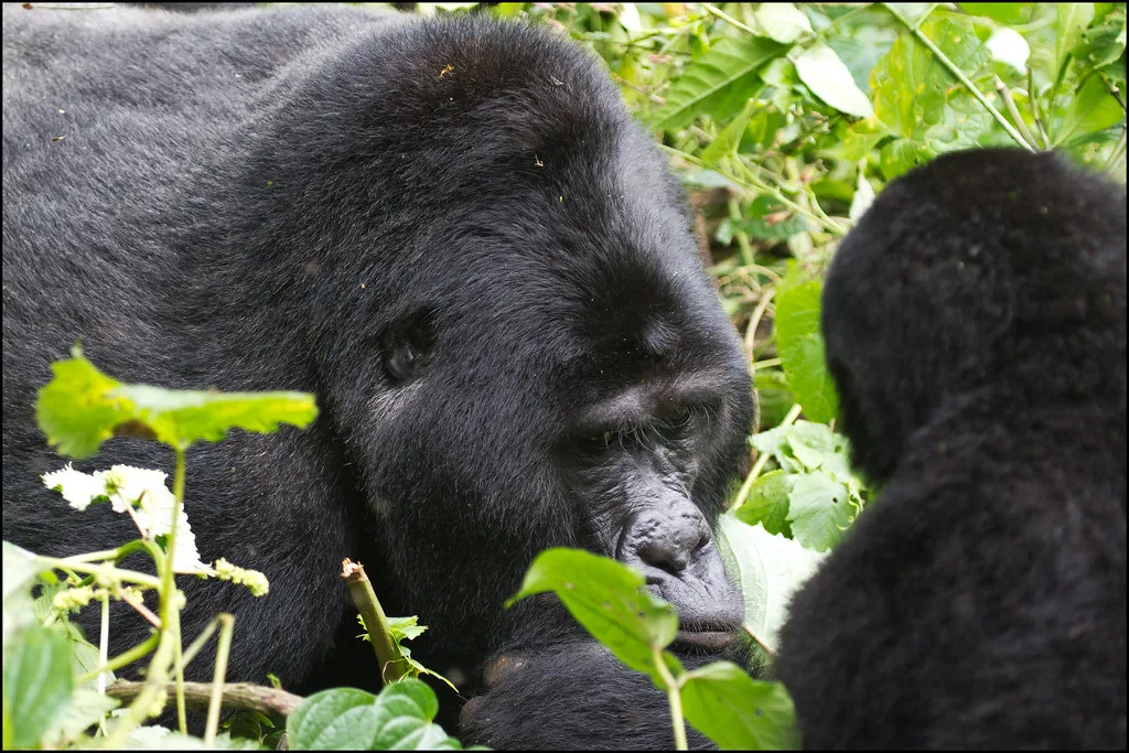 Gorilla trekking with Kids in Uganda and Rwanda