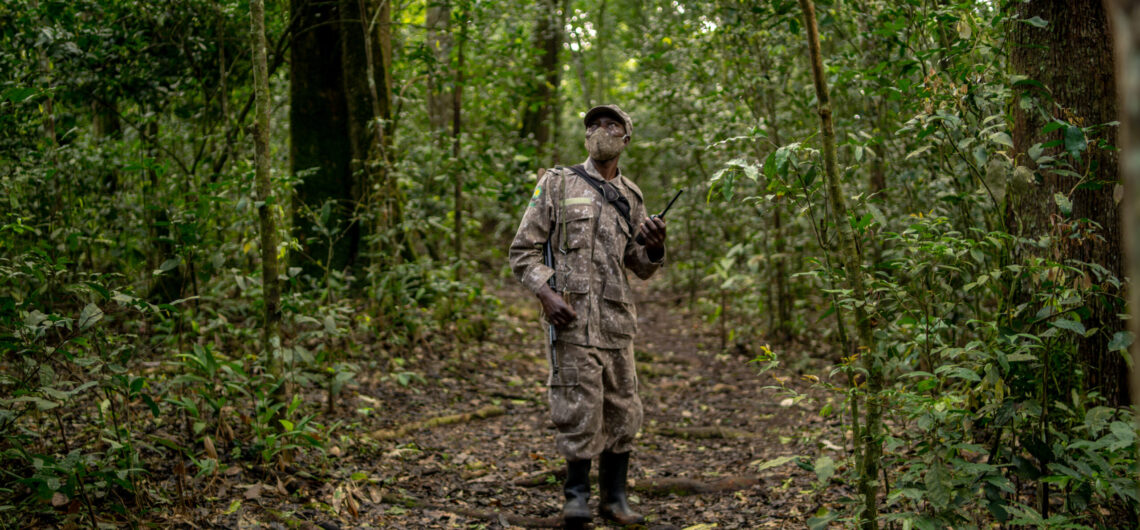 History of gorilla trekking in Bwindi