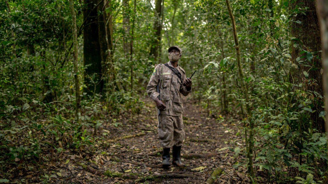 History of gorilla trekking in Bwindi