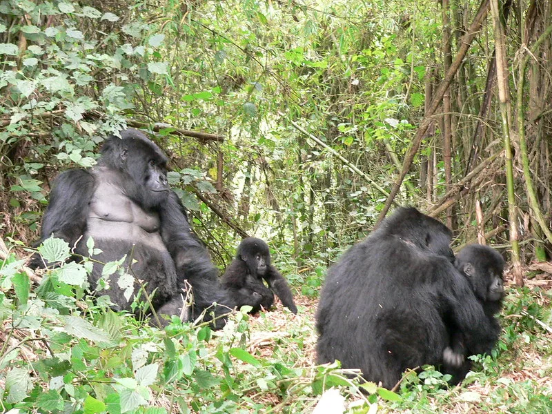 History of gorilla trekking in Bwindi Impenetrable National Park