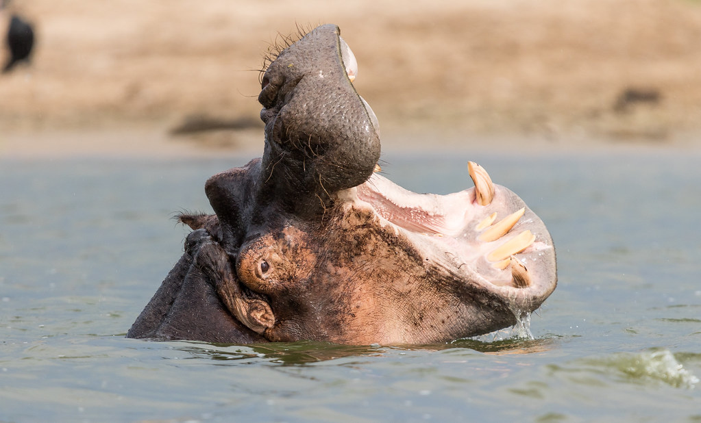 Honeymoon in Queen Elizabeth