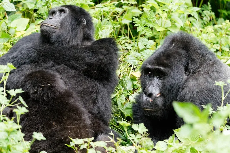 How Mountain Gorilla Census Is Done.