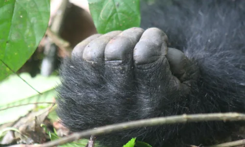 How Safe Is Gorilla Trekking In Uganda and Rwanda.