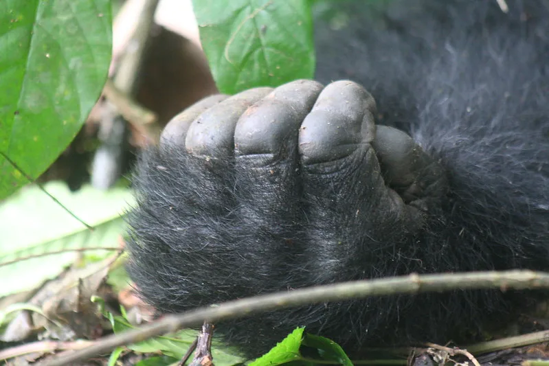 How Safe Is Gorilla Trekking In Uganda and Rwanda.