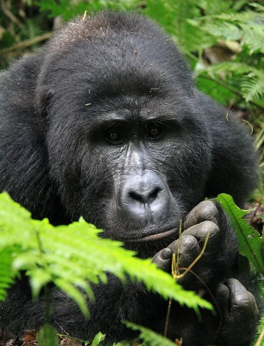 How To Book Mgahinga Gorilla Permits