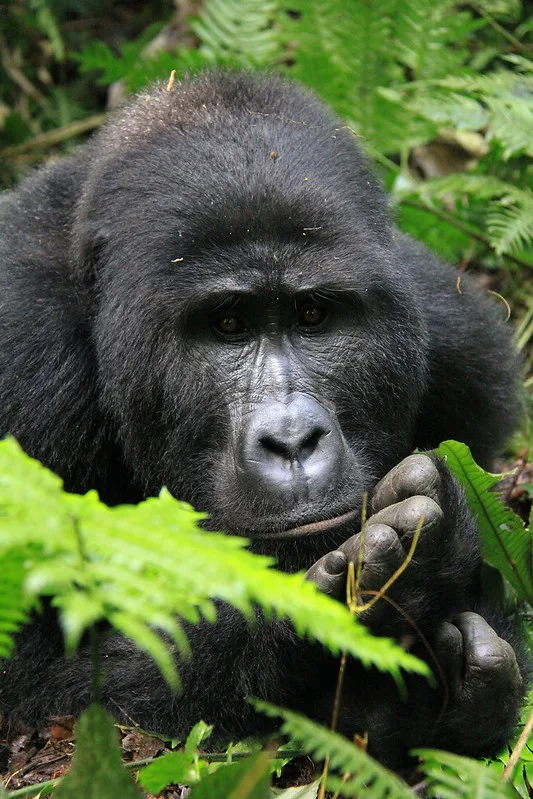 How To Book Mgahinga Gorilla Permits