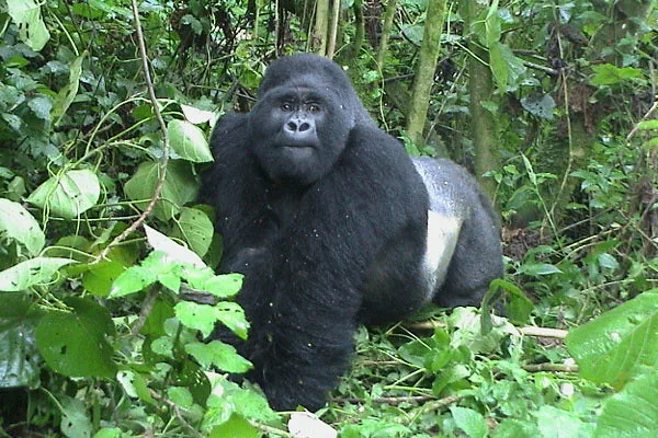 How affordable is Uganda gorilla tourism.