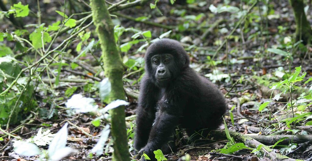 How gorilla families are organized