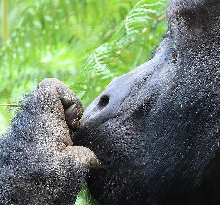 How much is a gorilla permit in Uganda