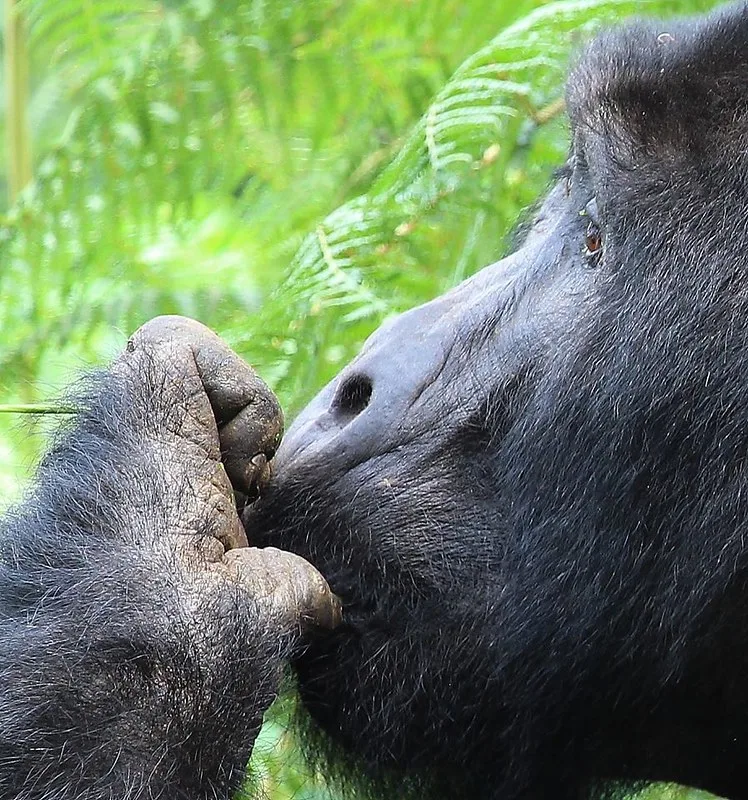 How much is a gorilla permit in Uganda