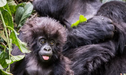 How to book Bwindi gorilla trekking permits