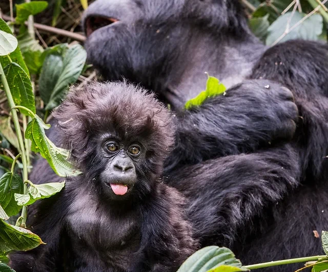 How to book Bwindi gorilla trekking permits