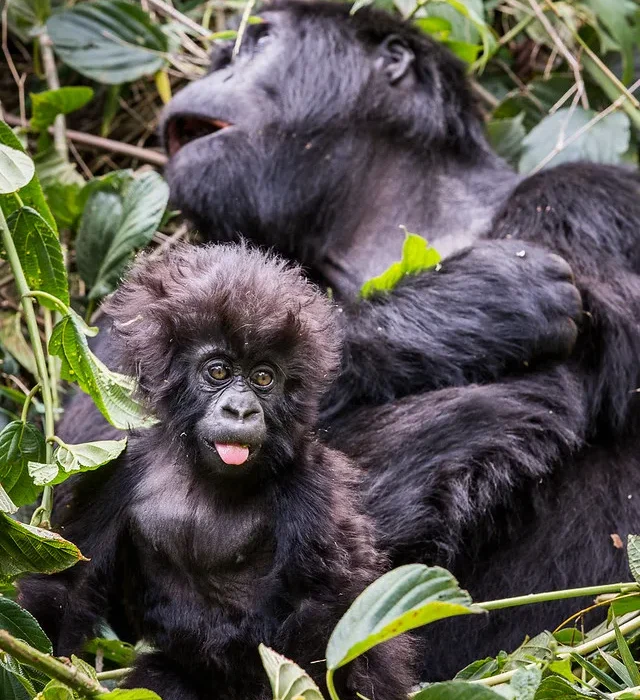How to book Bwindi gorilla trekking permits