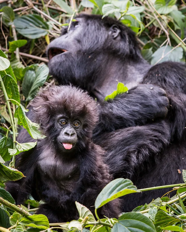 How to book Bwindi gorilla trekking permits