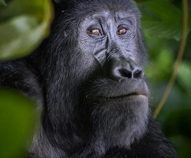 How to book last minute gorilla safari and permit in Uganda and Rwanda.