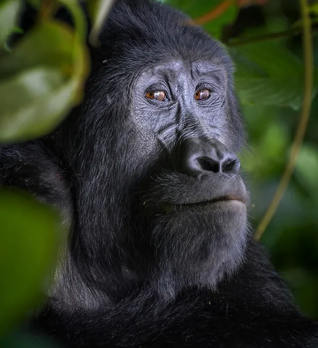 How to book last minute gorilla safari and permit in Uganda and Rwanda.