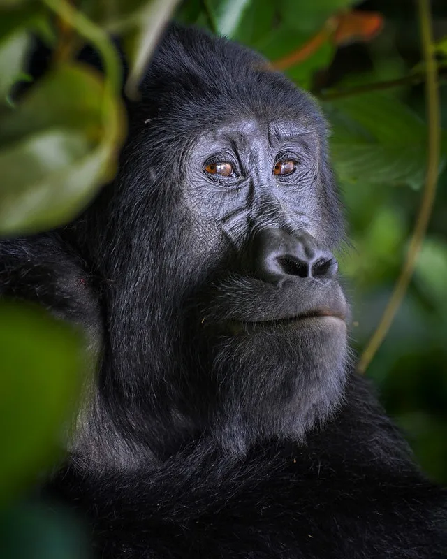 How to book last minute gorilla safari and permit in Uganda and Rwanda.