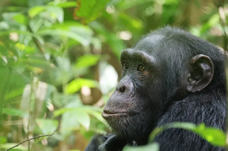 How to book your chimpanzee permit in Uganda and Rwanda.