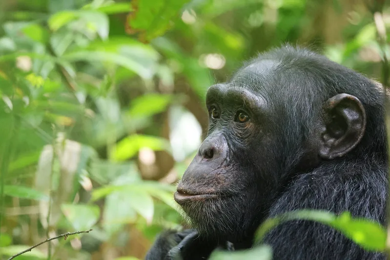 How to book your chimpanzee permit in Uganda and Rwanda.