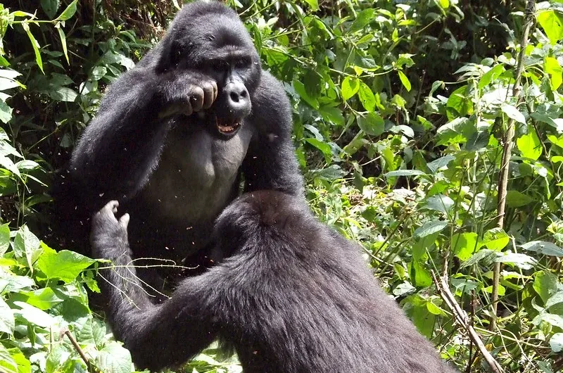 How to plan a gorilla trekking honeymoon in Uganda and Rwanda