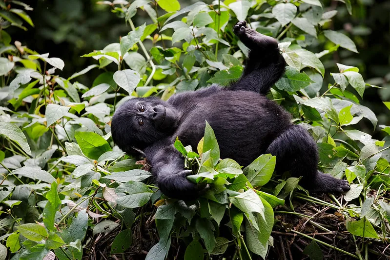 How to plan a gorilla trekking safari for elderly and people with disabilities