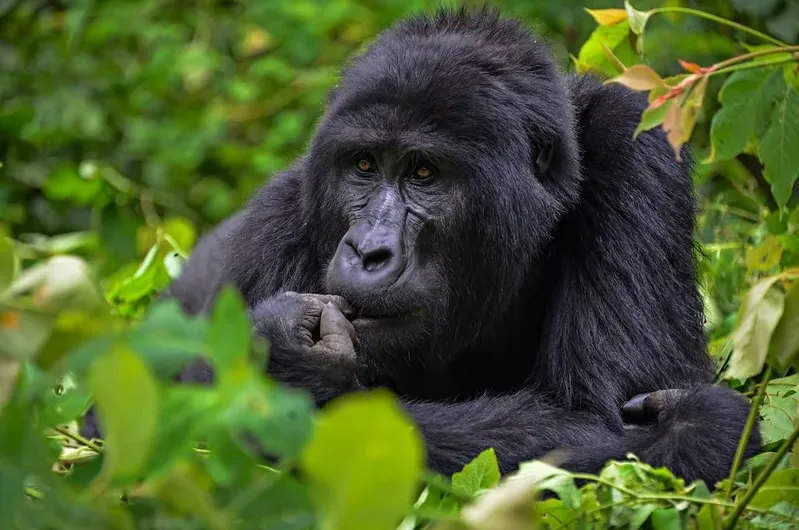 How to spend more hours with mountain gorillas in Uganda.