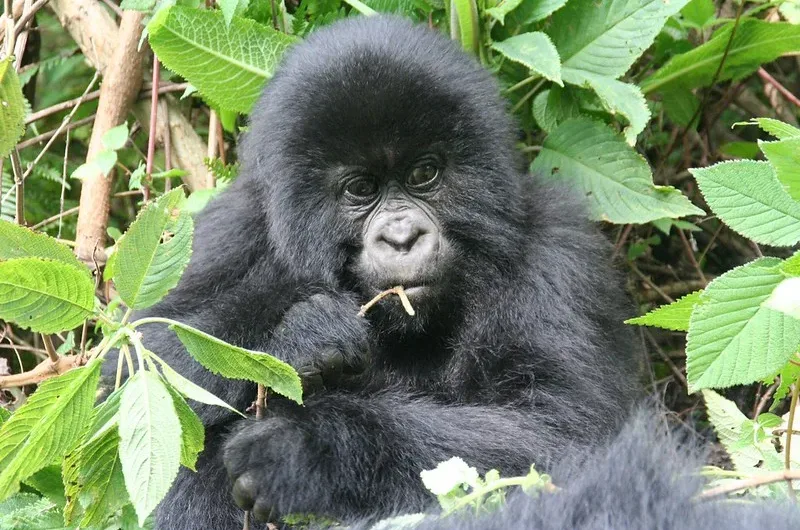 How to trek Mgahinga Mountain gorillas in Uganda.