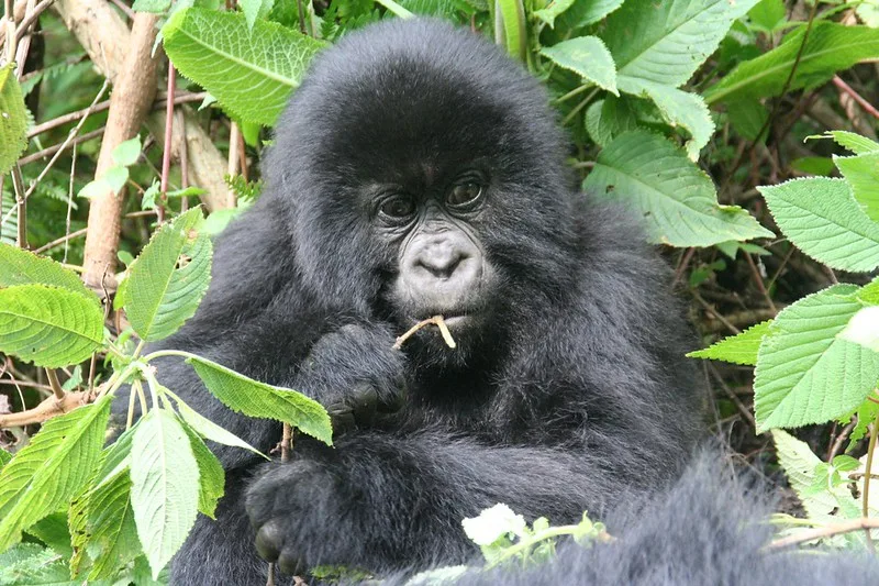 How to trek Mgahinga Mountain gorillas in Uganda.