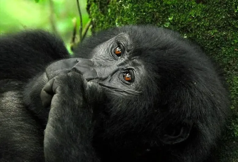 Importance of gorilla tourism to Uganda