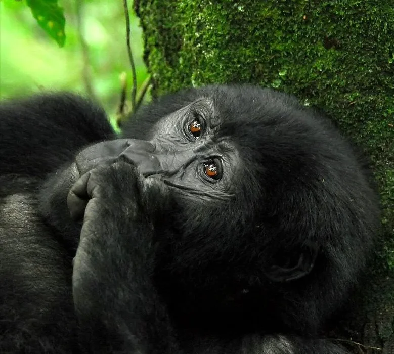 Importance of gorilla tourism to Uganda