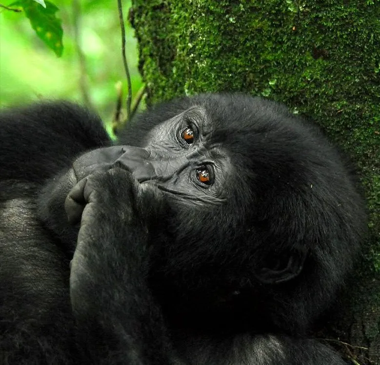 Importance of gorilla tourism to Uganda