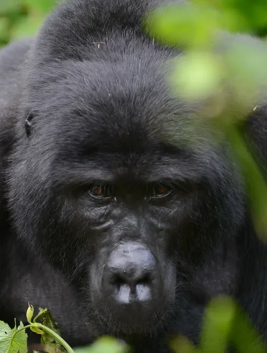 Interesting facts about Gorilla trekking in Rwanda