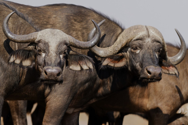 Lake Mburo National Park.