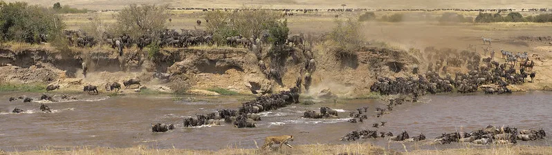 Luxury Safaris To See Wildebeest Migrations In Africa.