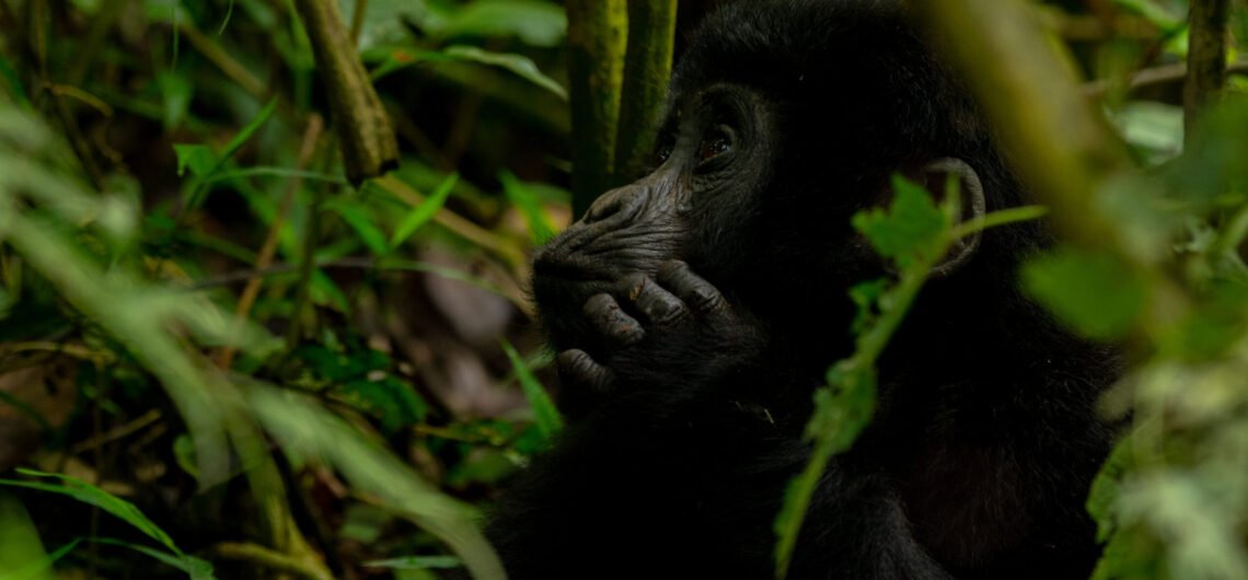 Mountain Gorillas Survived Covid